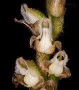 Goodyera oblogifolia - Rattlenake Orchid 20-1102a